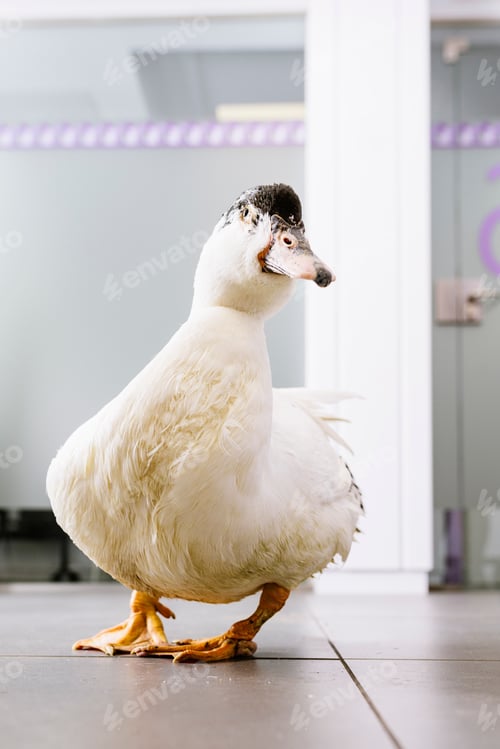 Preview: Portrait of a duck bird. Veterinary Concept.