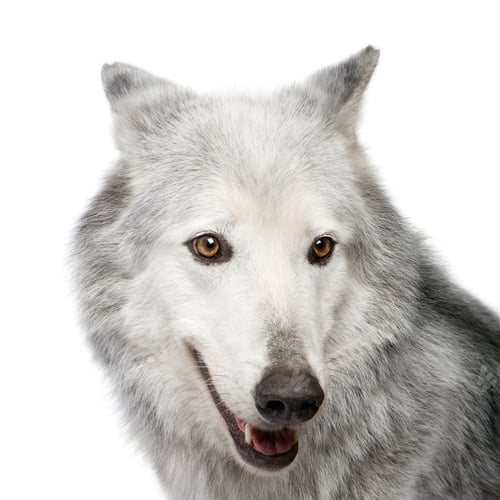 Preview: Mackenzie Valley Wolf (8 years) - Canis lupus occidentalis