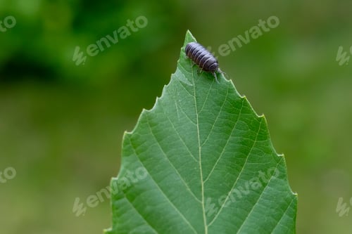 Preview: Close up of Pill bug