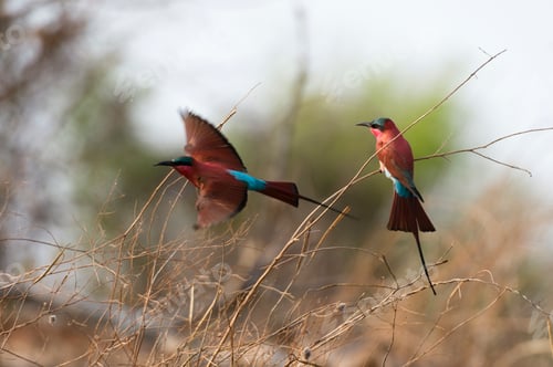 Preview: Two colorful birds on a serene afternoon, one in flight and one perched.