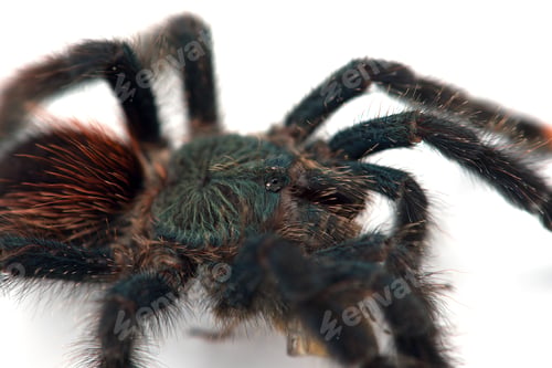 Preview: The Antilles pinktoe tarantula isolated on white background