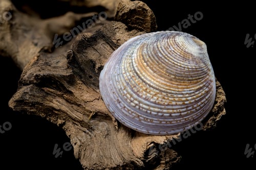 Preview: Textured Common cockle shell on driftwood macro
