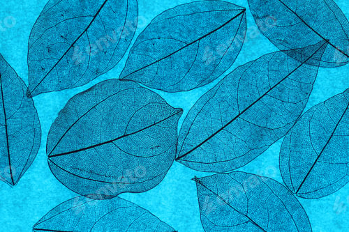 Preview: Beautiful skeleton leaf on light blue background, macro view