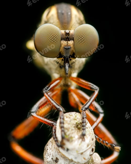 Preview: eyes of the robber fly