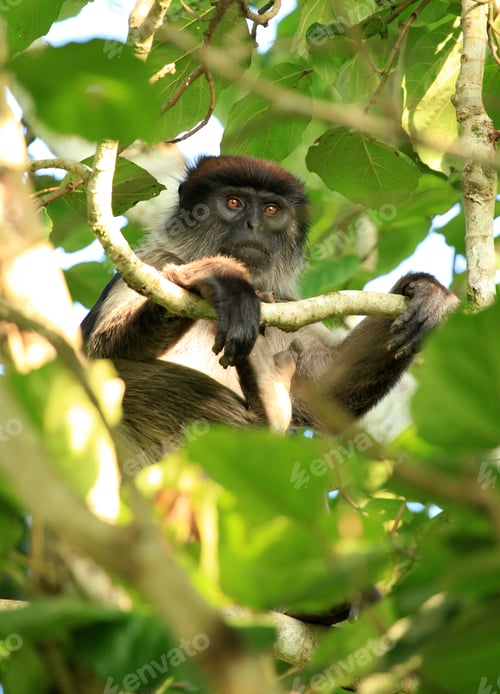 Preview: Red Colobus - Bigodi Wetlands - Uganda, Africa