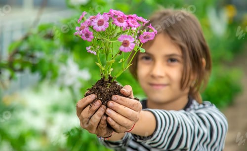 Preview: Plant flowers in the garden. Selective focus.