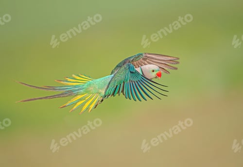 Preview: Parakeet bird soaring through the sky above a lush green meadow