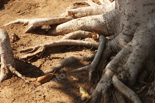 Preview: Big tree root above the ground.