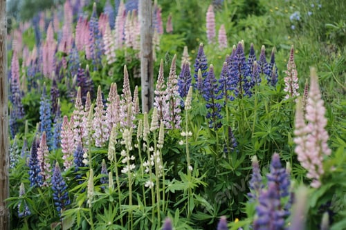 Preview: Shot of lupin flowers