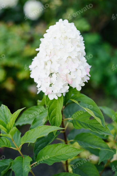 Preview: Pink and Rose Hydrangea Begins Gentle Color Transition