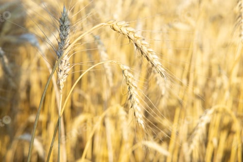 Preview: Ears of wheat growing in the field. The concept of harvesting.