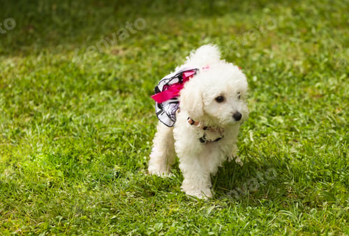Preview: Cute small poodle puppy dog.