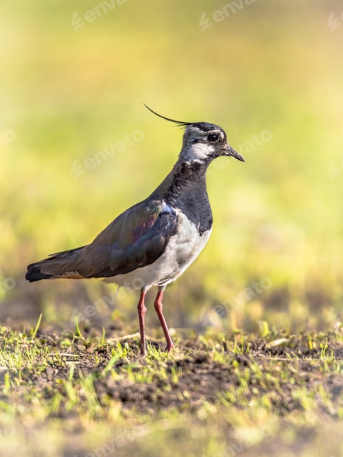 Preview: Northern Lapwing standing on green background