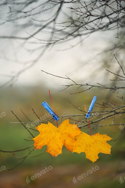 Preview: Yellow autumn maple leaf and blue clothespin on tree branch with sky and green field background.