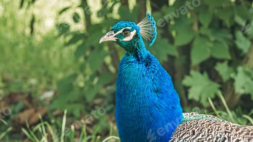 Preview: Vibrant peacock struts on grass by a tree and rocks.