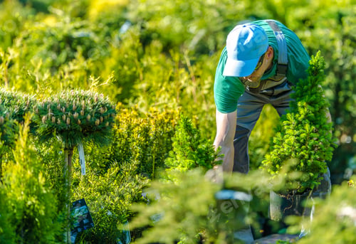 Preview: Working in a Garden Store