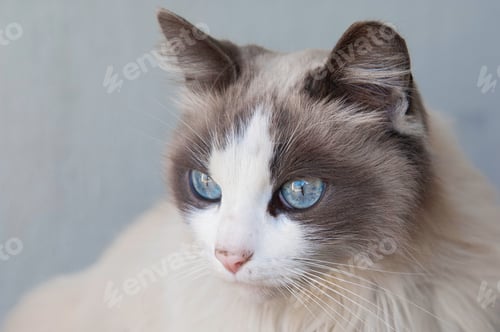 Preview: Meow-Meow
