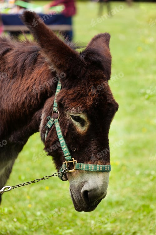Preview: Head of grazing donkey