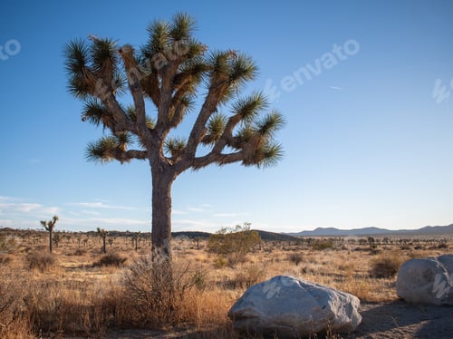 Preview: Joshua tree grown in a field against the clear blue sky