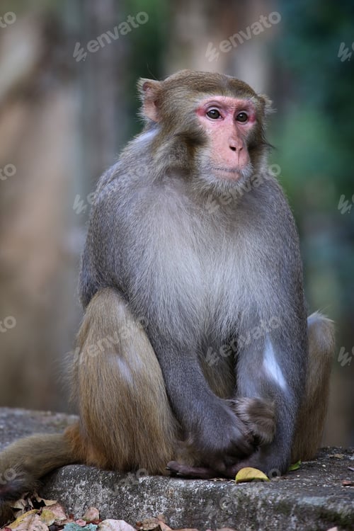 Preview: Vertical shot of gray small monkey sitting