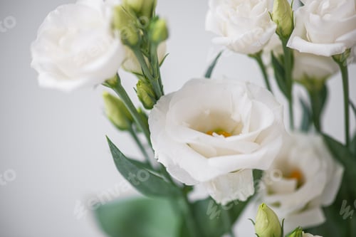 Preview: Flower white macroclose up beautiful flowers