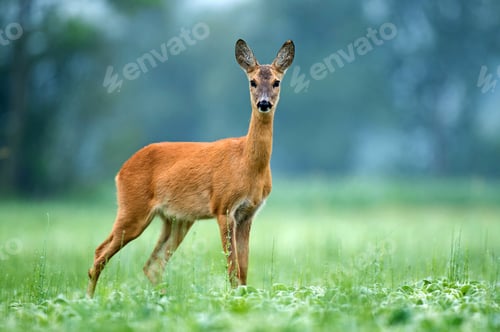 Preview: Wild female roe deer standing in a field and looking at the camera