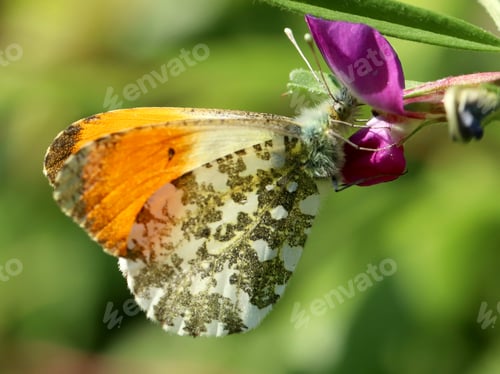 Preview: blossom, flora, plant, pink, green, background, beautiful, insect, butterfly
