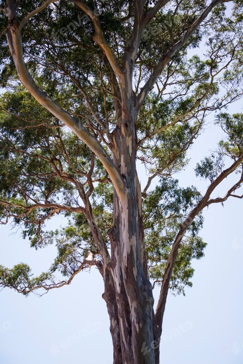 Preview: Gum tree