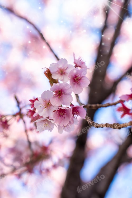 Preview: Close-up view of blooming pink plum blossoms against a bright sky during spring