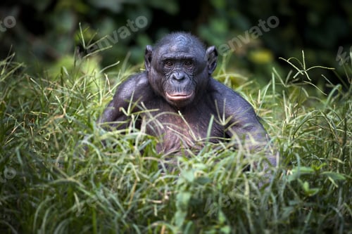 Preview: Bonobo monkey sitting and thinking on a field in the Democratic Republic of the Congo