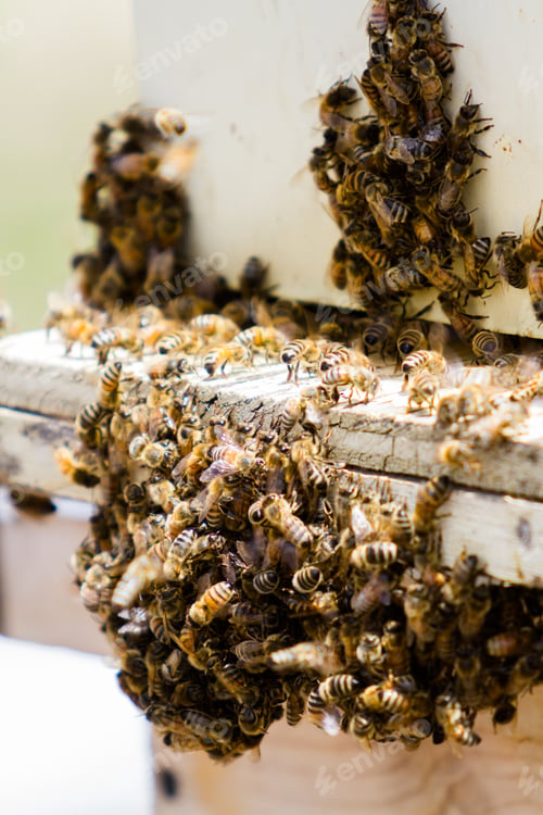 Preview: Beekeeping