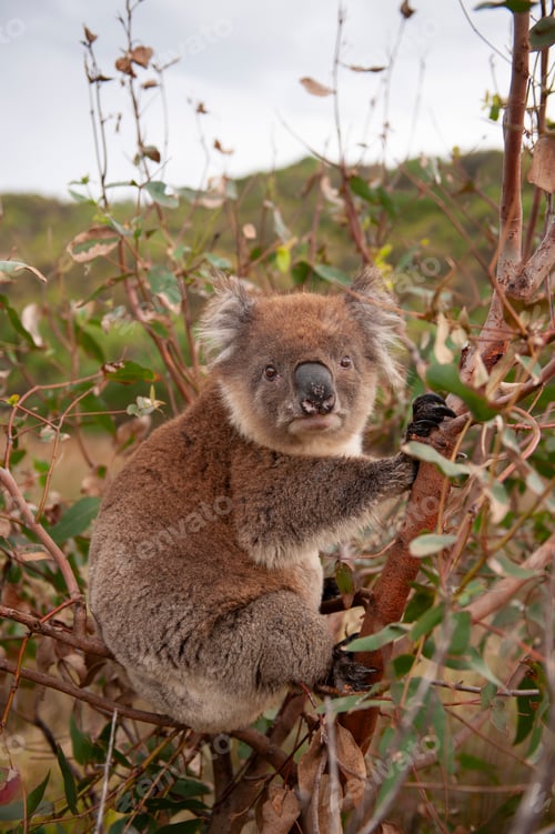 Preview: Koala in natural habitat