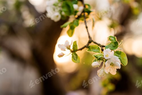 Preview: Natural background, beautiful apple tree blooms in spring