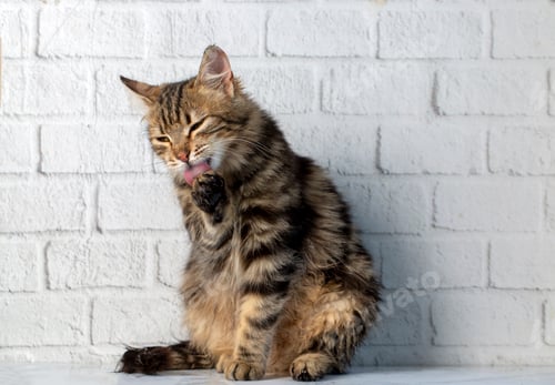 Preview: Cute fluffy tabby cat is licked clean