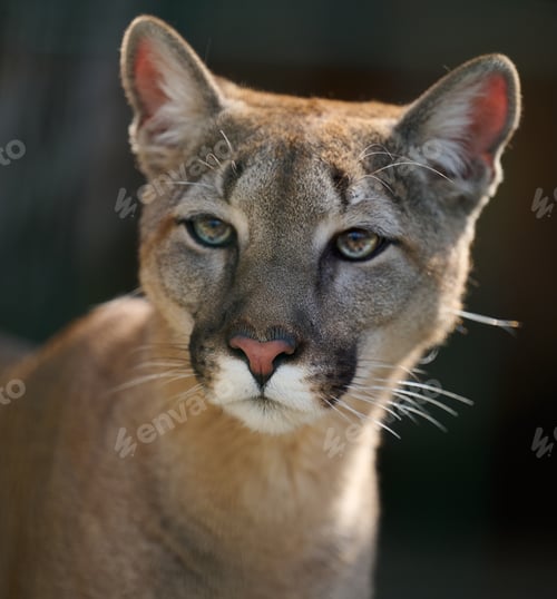 Preview: Portrait of an adult female cougar on a spring day