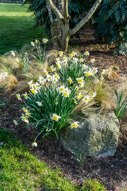 Preview: Spring Daffodil Flowers Grow In West Seattle, Washington.