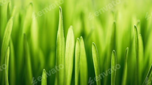 Preview: Closeup nature view of spring green grass backround lawn natural
