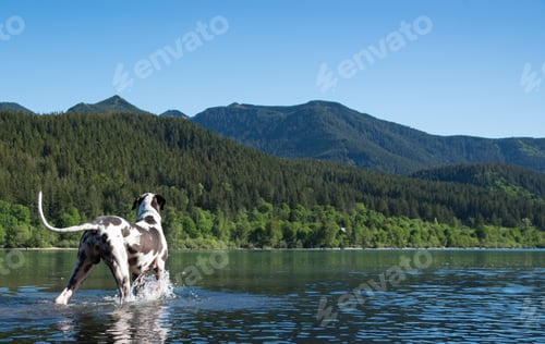 Preview: Large breed harlequin great dane dog wading out into a majestic alpine mountain lake looking into th