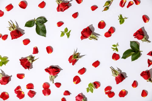 Preview: Floral pattern with red roses, petals and leaves on white background