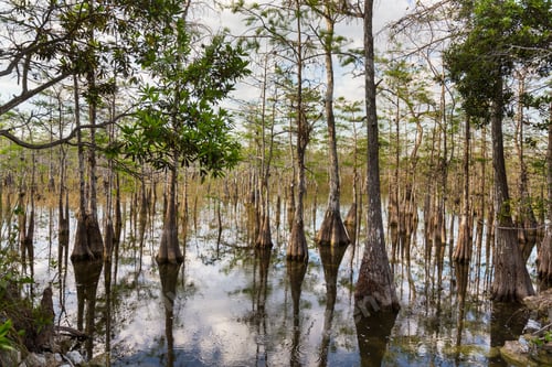 Preview: Cypress tree