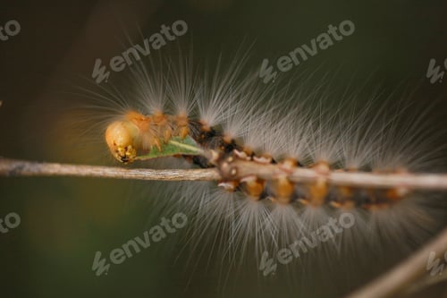 Preview: Hairy Caterpillar