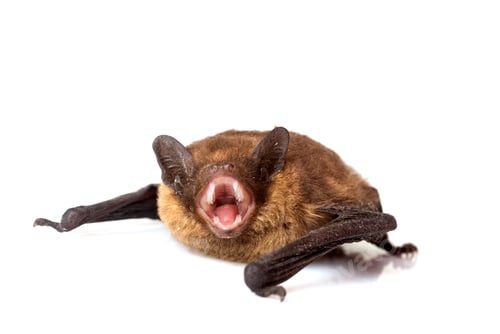 Preview: Pipistrellus pipistrellus in studio