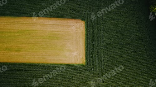 Preview: Wheat and corn field top view, background texture. Agricultural field, young green corn