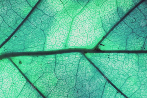 Preview: Macro photo of microscopic organic foliage. green leaf texture background