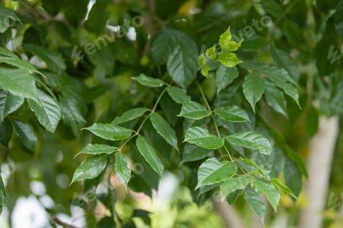 Preview: Close-Up of Lush Green Tree Leaves Outdoors