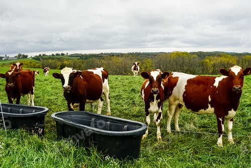 Preview: Several cows gathered in a green field looking at camera