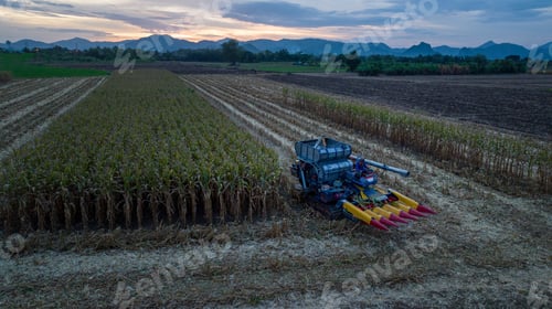 Preview: Farm machines harvesting corn. The entire corn plant is used, no waste. Agricultural machines