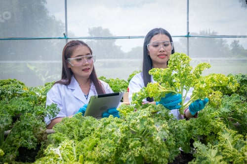 Preview: Researcher agriculture scientist working to organic vegetable plant in greenhouse ,development of sm