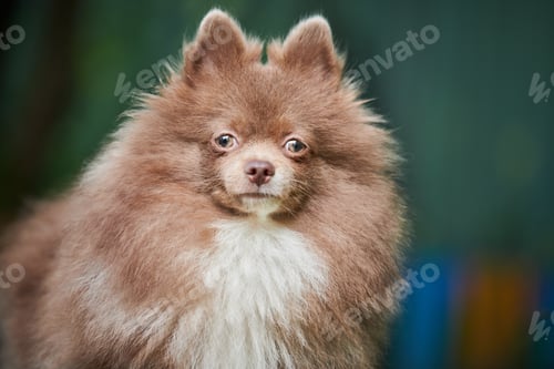 Preview: Pomeranian Spitz dog in garden