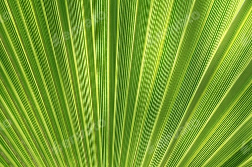 Preview: Tropical plant leaf texture